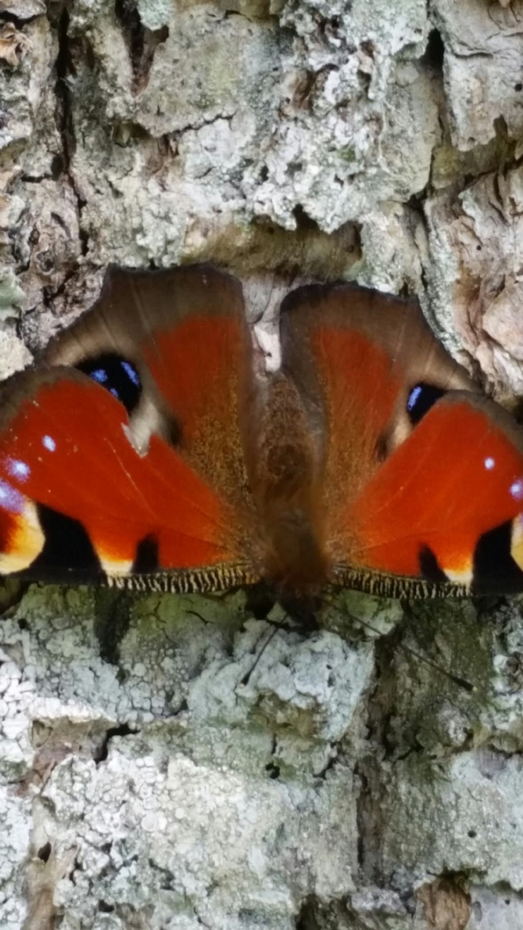 Riconoscimento farfalla1? Aglais io - Nymphalidae